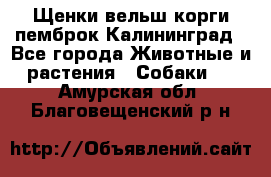 Щенки вельш корги пемброк Калининград - Все города Животные и растения » Собаки   . Амурская обл.,Благовещенский р-н